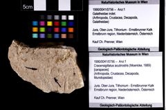 Foto (Objket + Etiketten) von Cracensigillatus acutirostris (Moericke, 1889) 